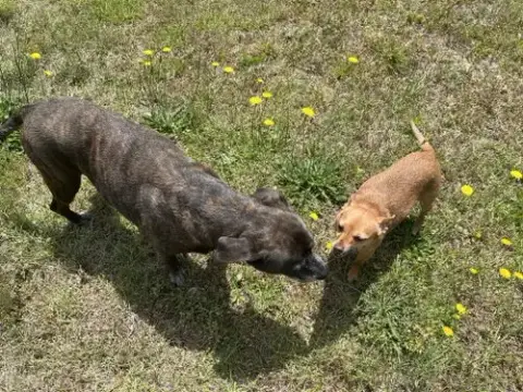 Sheba photo 2