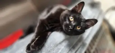 Nico =^.^= photo 3