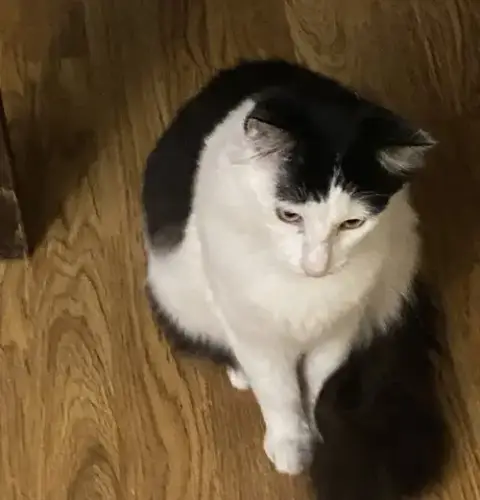 Felix