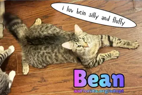 Bean photo 5