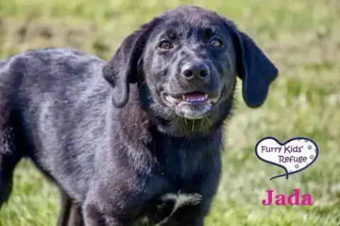 Jada