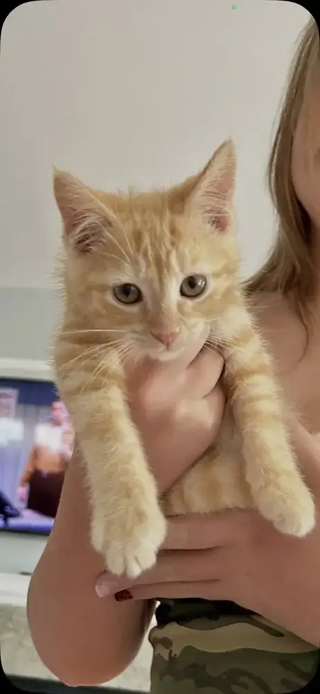 Princess Peach Kitties photo 2