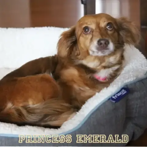 Princess Emerald photo 4