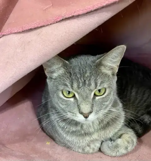 Tigerbell