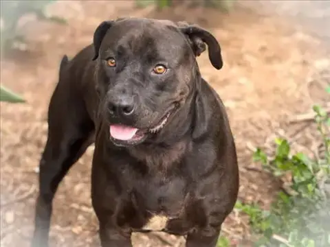 Roxy