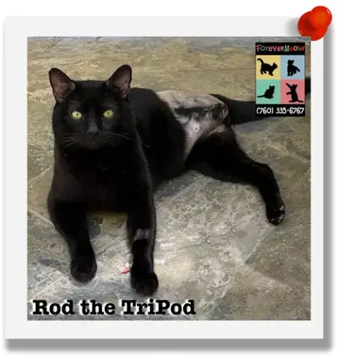 Rod The Tripod photo 3