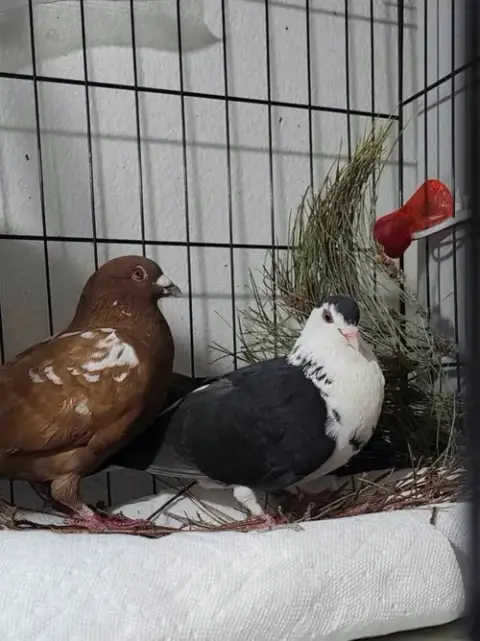Oreo W/ Cocoa photo 4