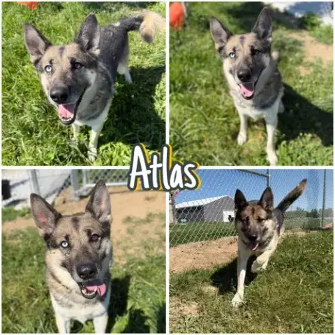 Atlas
