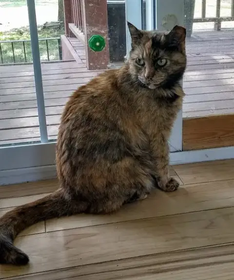 Stella