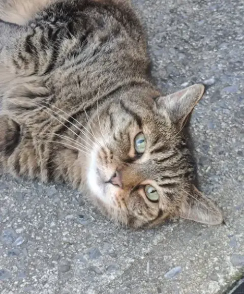 Freddie