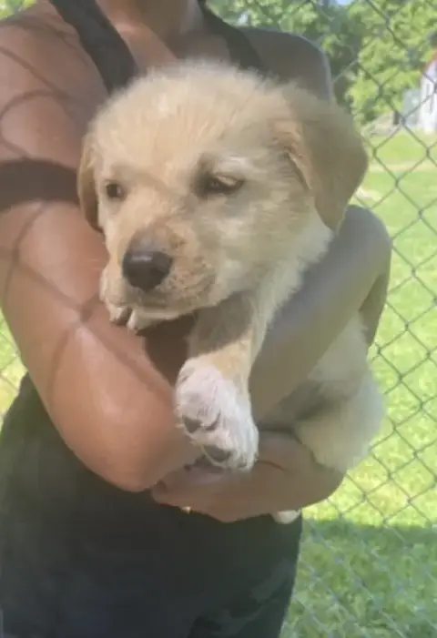 Pyr/Yellow Lab Pups Girls photo 5