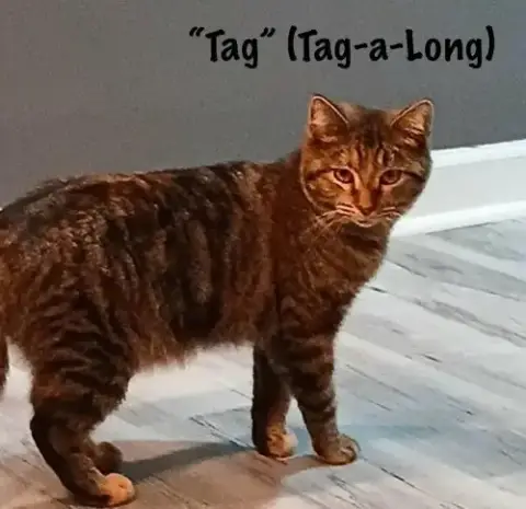 Toffee *Kitten* photo 2