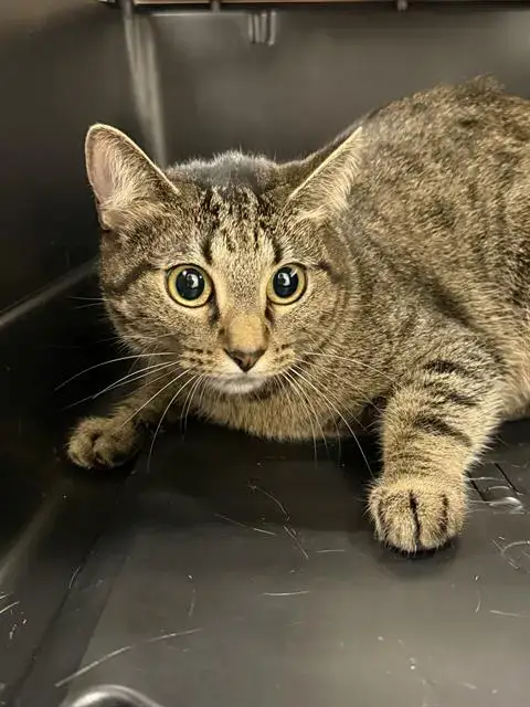 Helga Pawtaki