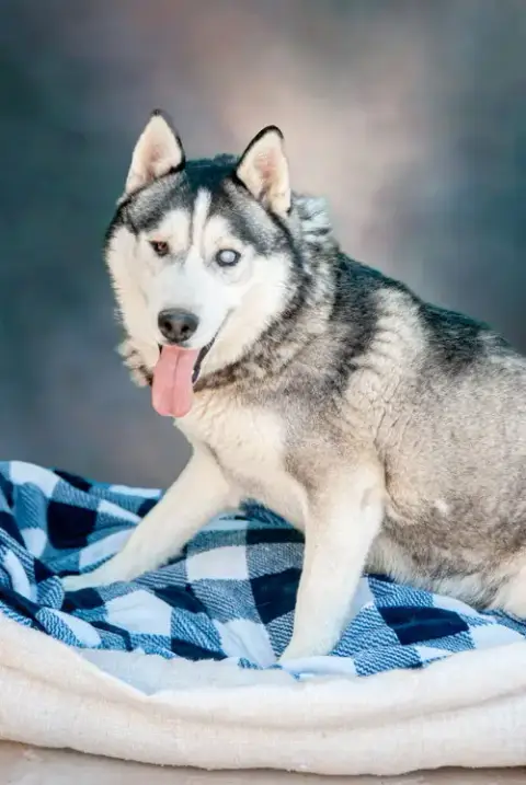 Captain Lobo photo 2