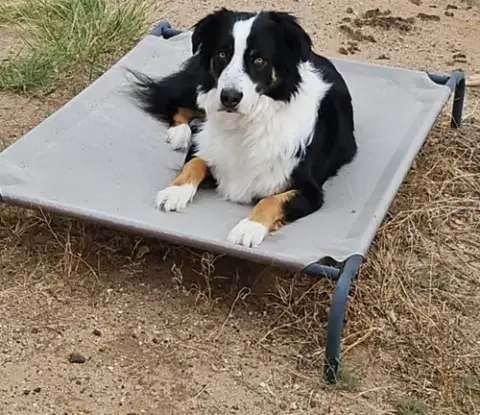 **Dexter *Please Read Bio Below