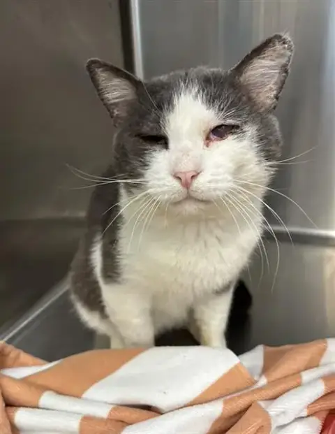 Tom