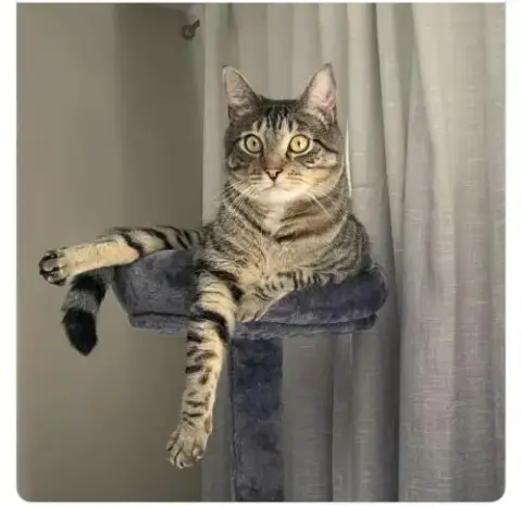 Loki ** Courtesy Post