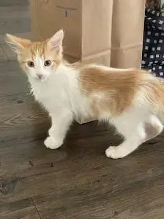 Amy