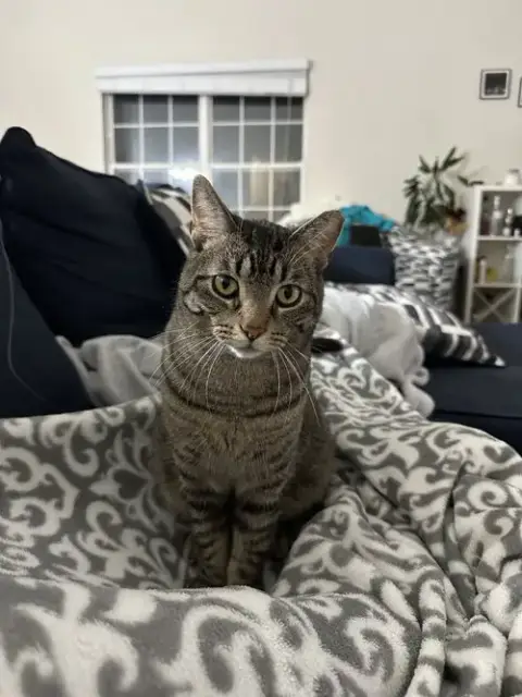 Jingle