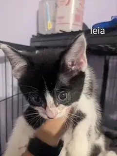 Leia photo 2