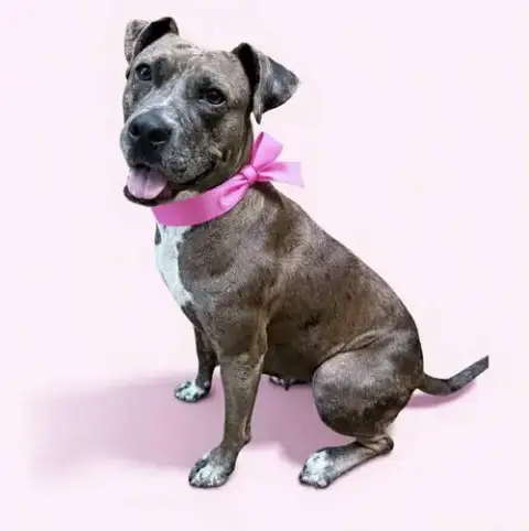 Lainey photo 3