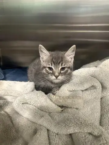Bambino