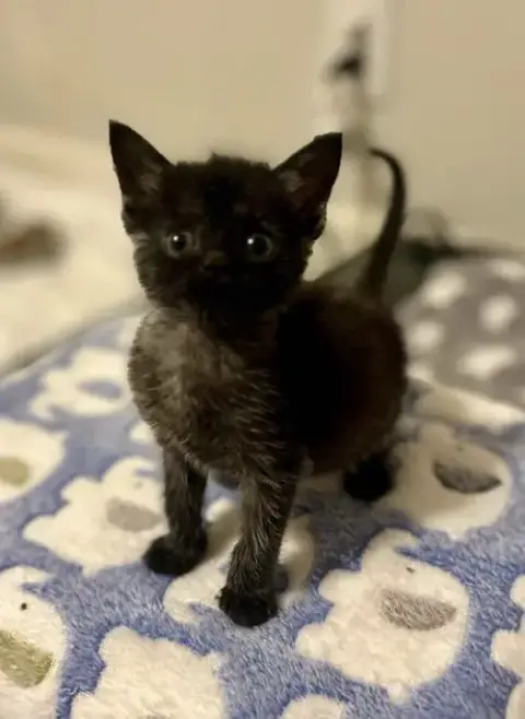 Nimbus