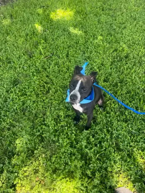 Enzo photo 3