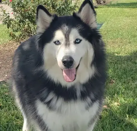Charles #Husky-Poster-Dog photo 3