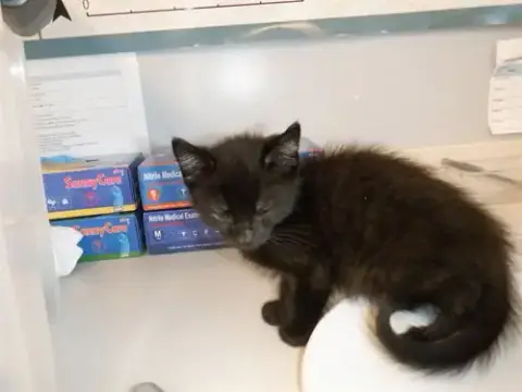 Adobo
