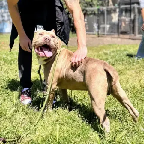 Micah