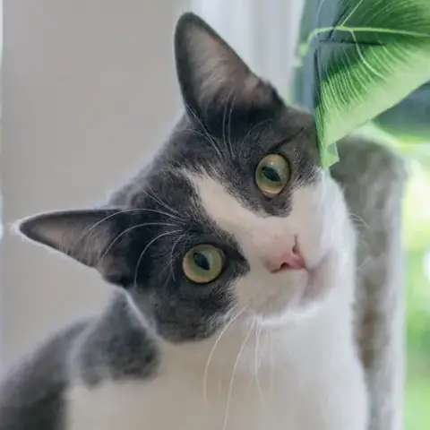 Izzy