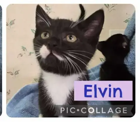 Elvin photo 3