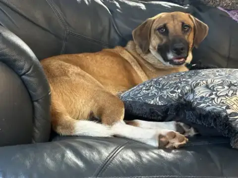 Hazel
