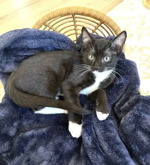 Kitten Sylvie photo 2