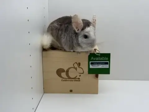 Bumble photo 4