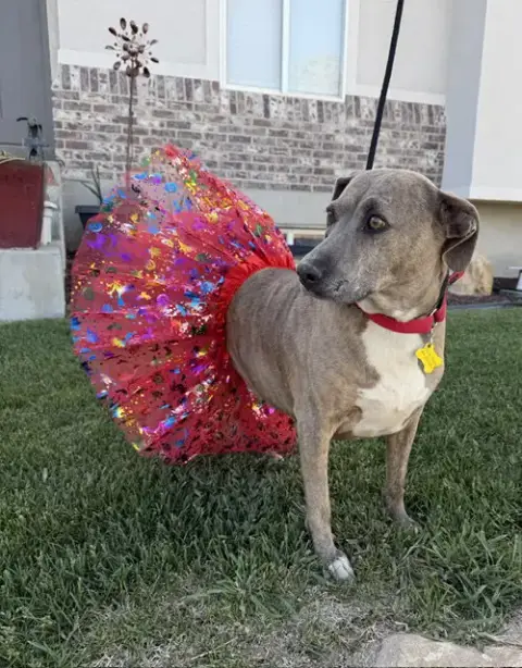 Mo Mia photo 5
