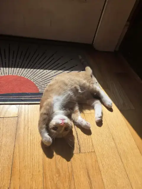 Peanut =^.^= photo 3