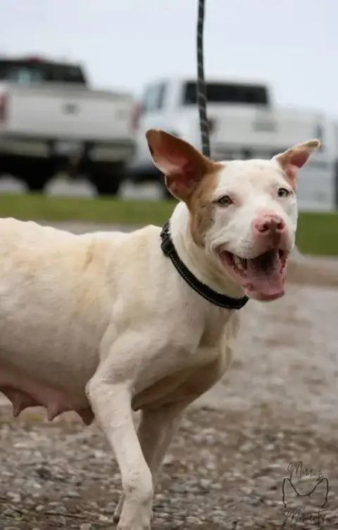 Leesa: Not At Shelter photo 3