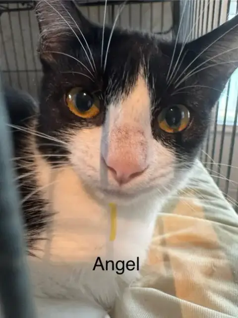 Angel Lovey