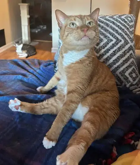 Diesel photo 4