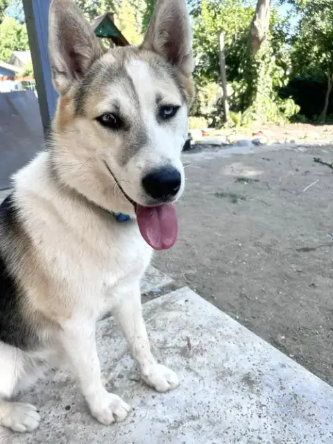 Bandit photo 4
