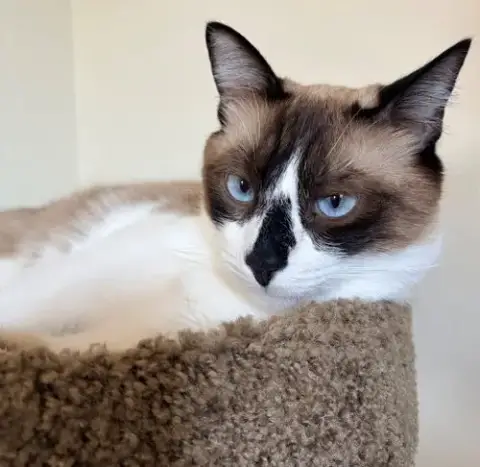 Mochi photo 3