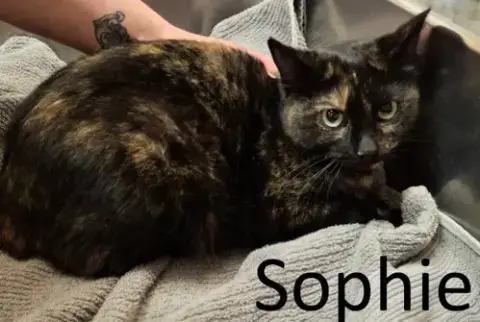 Sophie