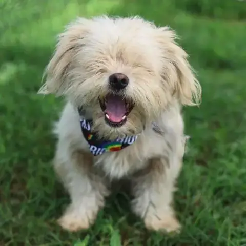 Milo