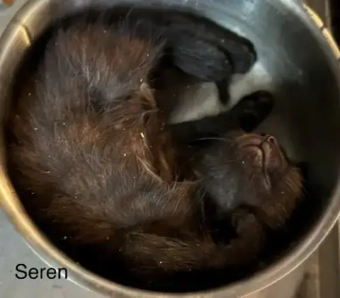 Seren