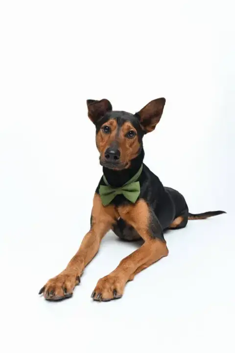 Ziggy photo 3