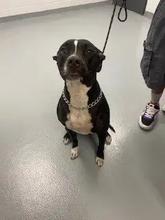 Bella