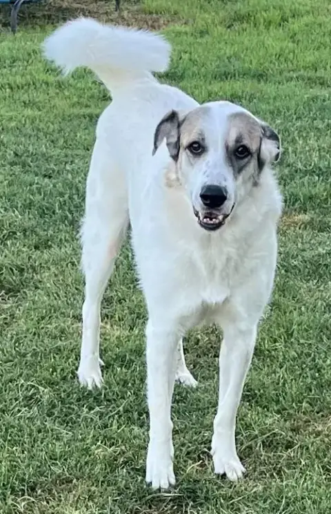 Ms. Lady The Great Pyrenees