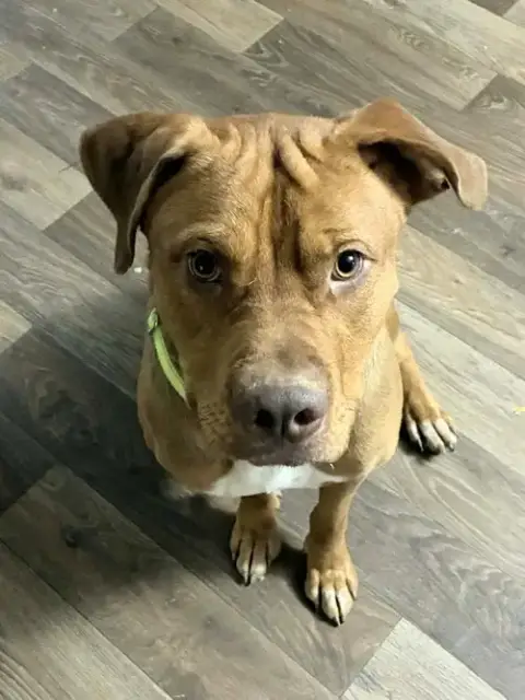 Scooby